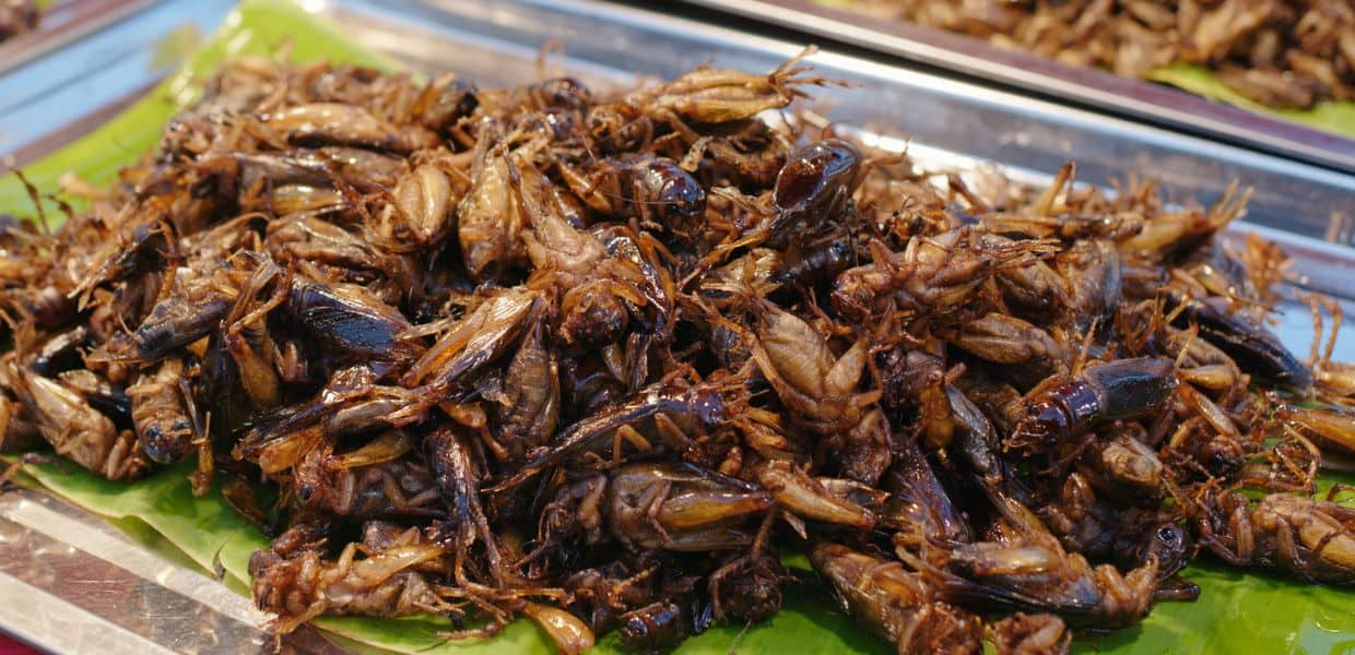 Mangiare insetti, il cibo del futuro? Nuovi alimenti in tavola ...