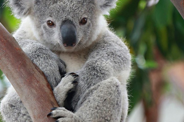 koala