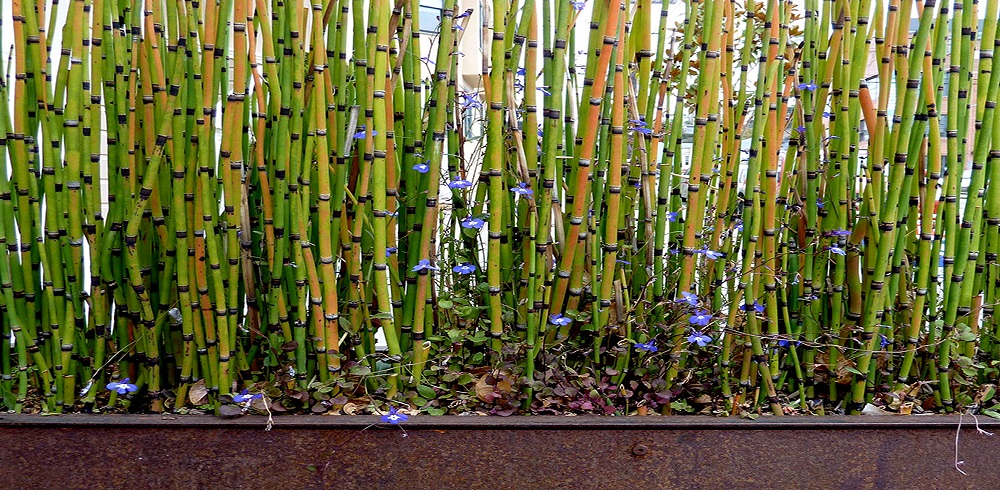 Palma di bambù