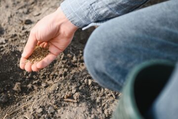 L’agroecologia è un approccio che redistribuisce equamente le risorse e mette al centro gli agricoltori, agendo in armonia con i processi naturali. 