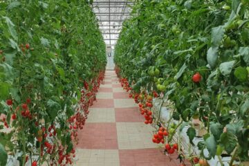 Rispetto all’agricoltura tradizionale, riduce drasticamente il consumo di acqua, elimina l’uso di pesticidi, consente un minor inquinamento per il trasporto dei cibi e una riduzione dello spreco alimentare. Tutti i vantaggi dell'agricoltura verticale.