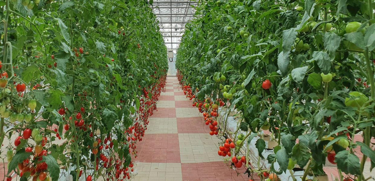 Rispetto all’agricoltura tradizionale, riduce drasticamente il consumo di acqua, elimina l’uso di pesticidi, consente un minor inquinamento per il trasporto dei cibi e una riduzione dello spreco alimentare. Tutti i vantaggi dell'agricoltura verticale.